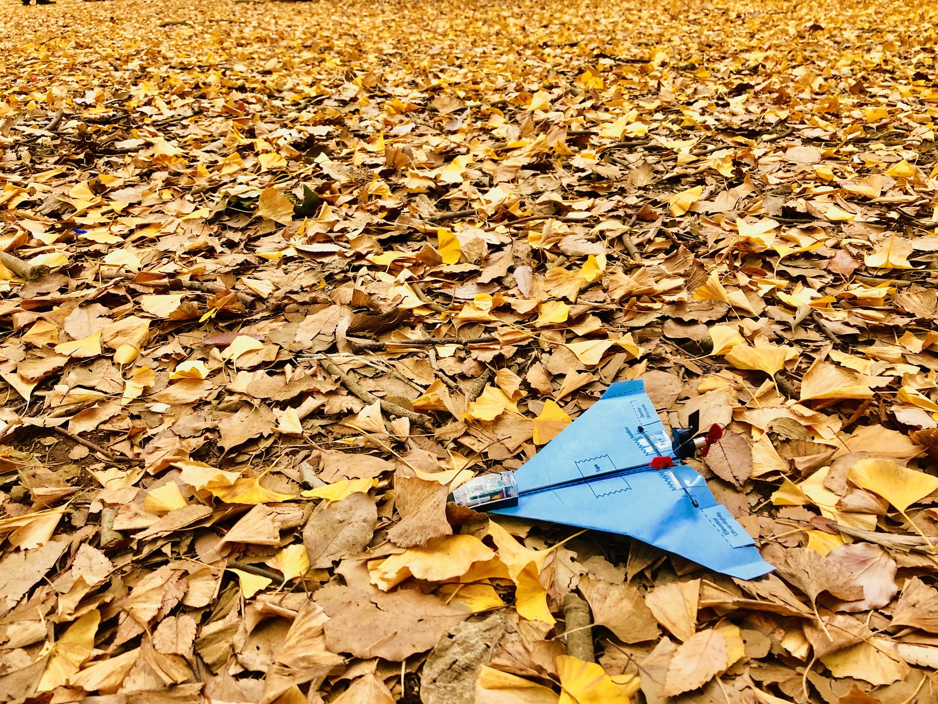 秋はやっぱり紅葉狩り！！森林浴やピクニックにぴったりな都内おすすめ公園スポット特集