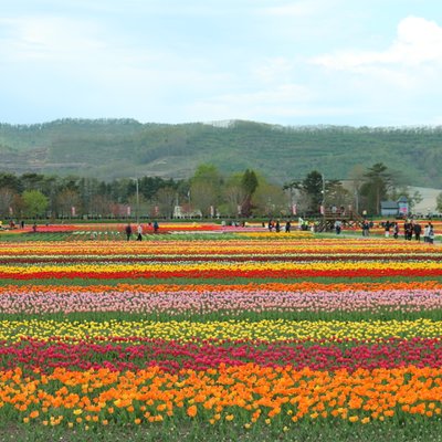 かみゆうべつチューリップ公園