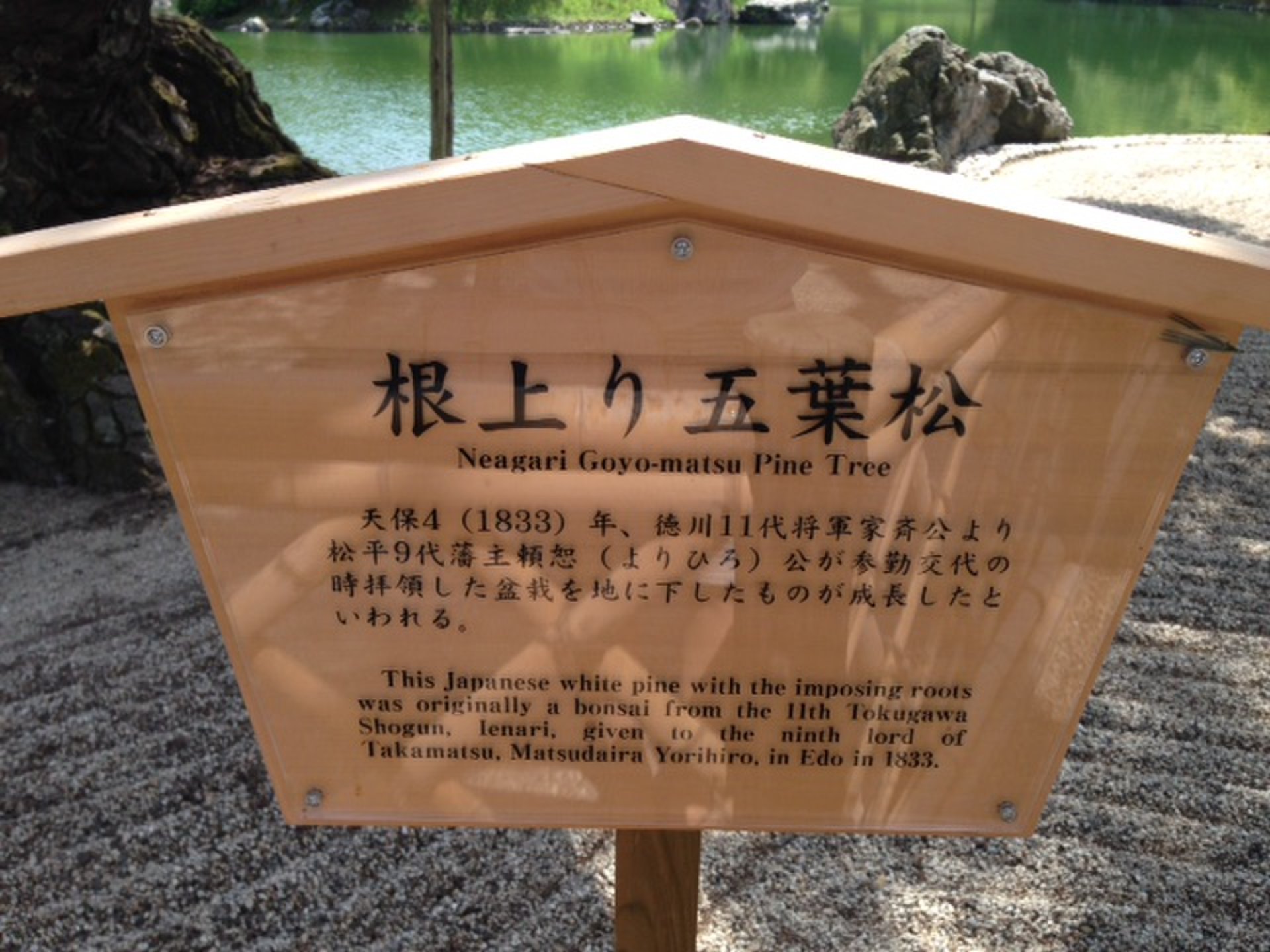 栗林公園の五葉松