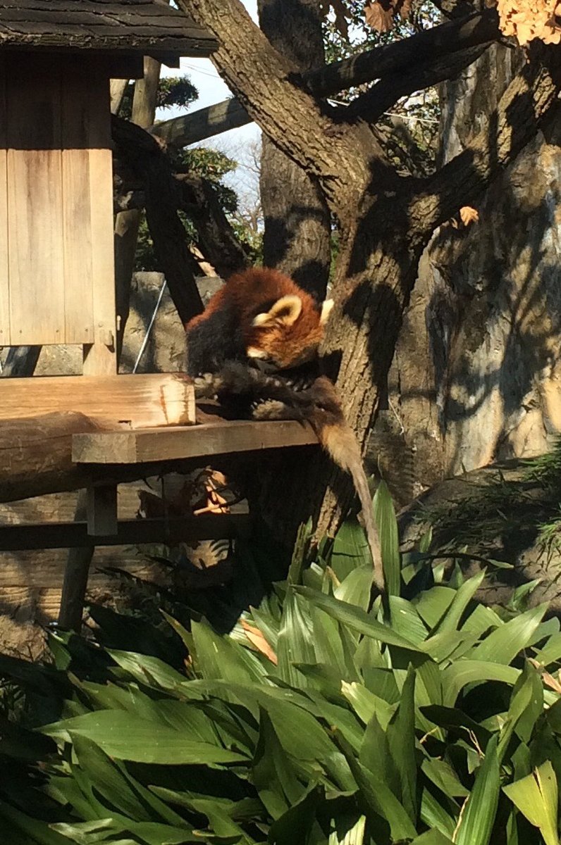 野毛山動物園