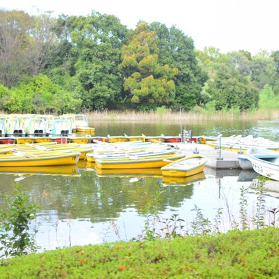 国営昭和記念公園