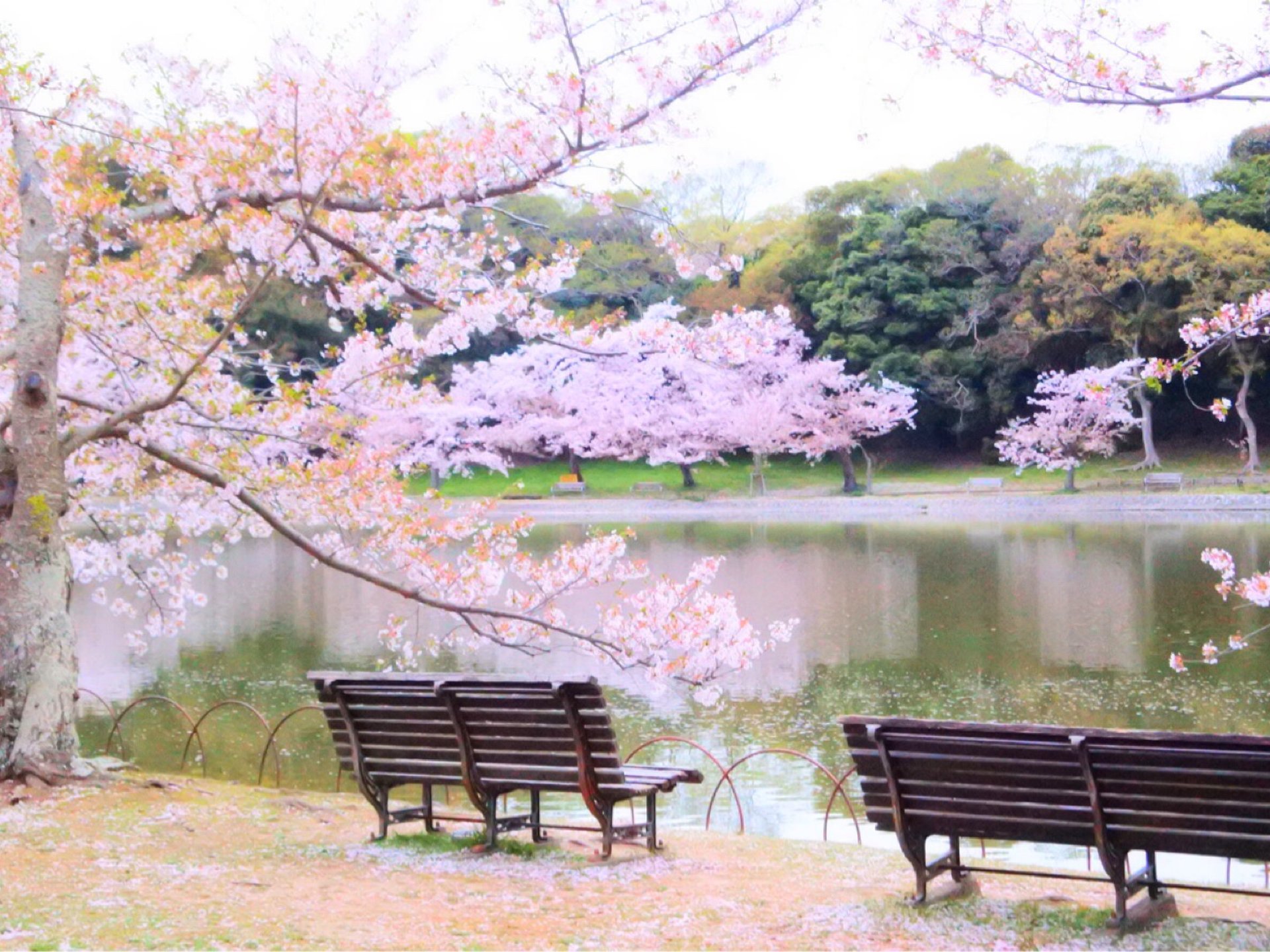 【関西の春デートはここで決まり！】満開の桜が咲く湖畔を眺めてふたりっきりの時間を楽しもう♡