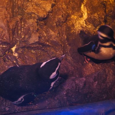 すみだ水族館