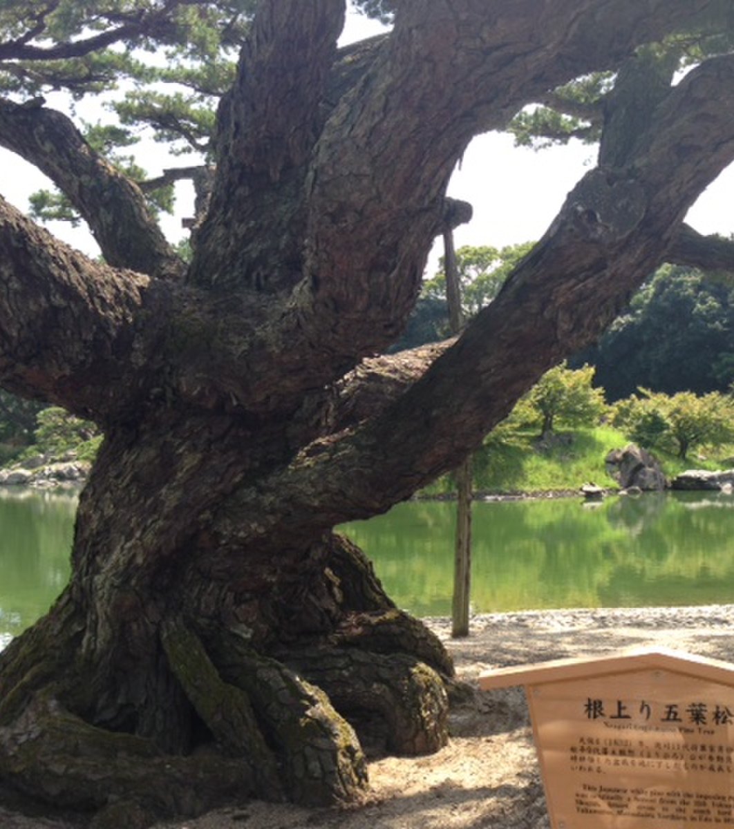 栗林公園の五葉松