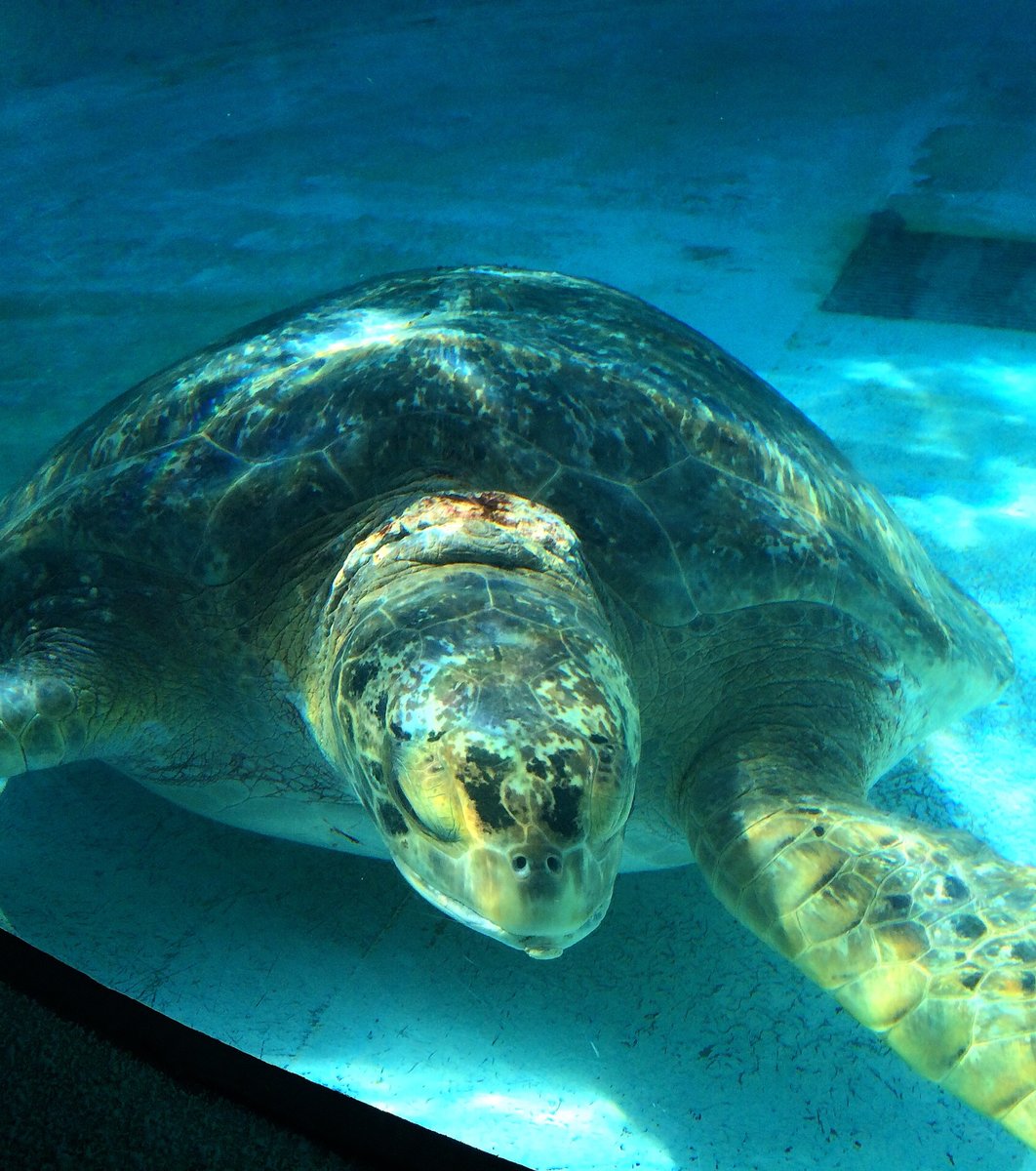 沖縄美ら海水族館