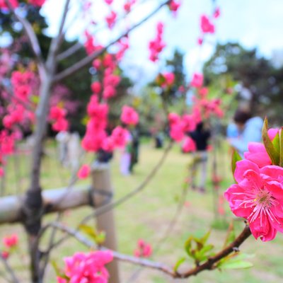 京都御苑