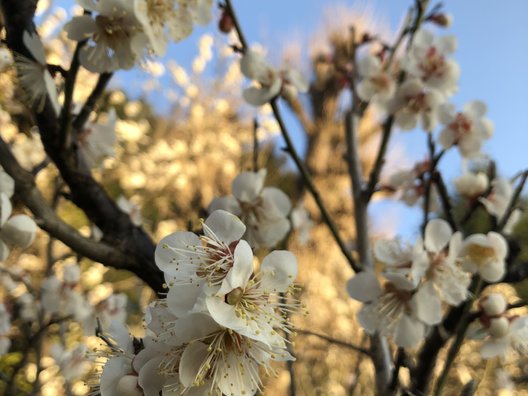 成田山公園内梅林