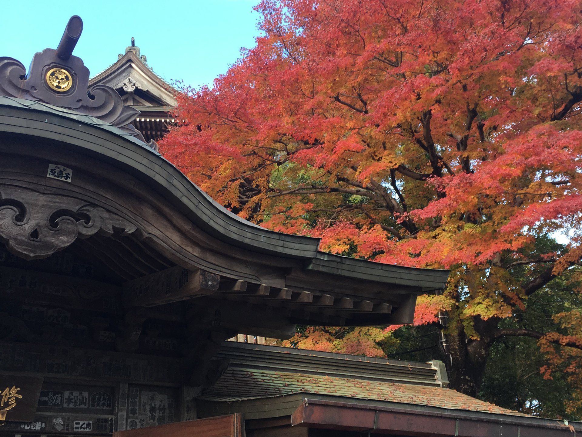 【高尾山ハイキング】秋の紅葉を見に行こう！高尾山ハイキングオススメです