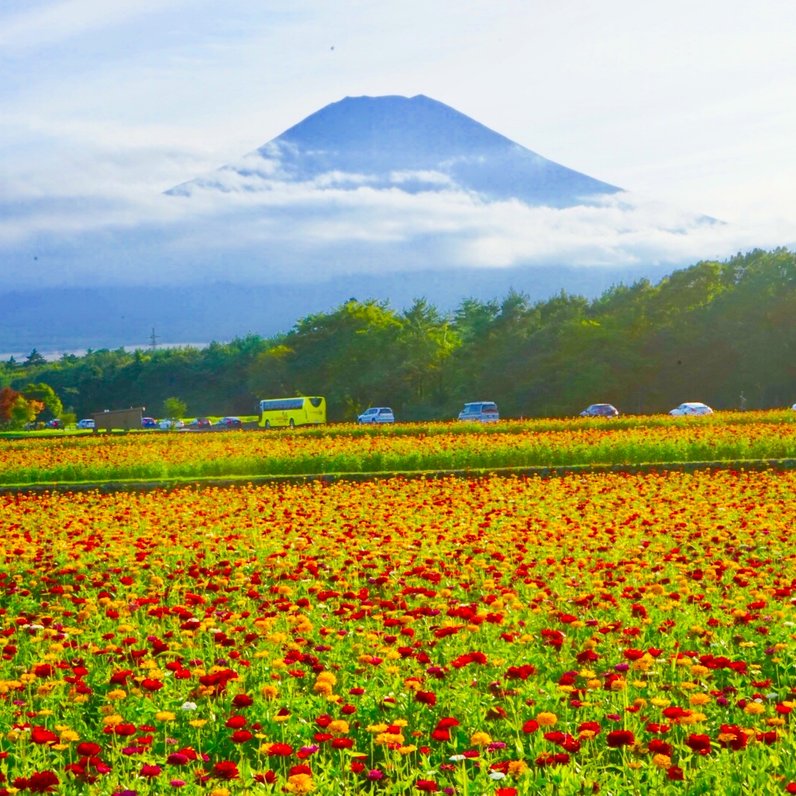 山中湖花の都公園