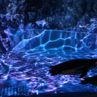 すみだ水族館