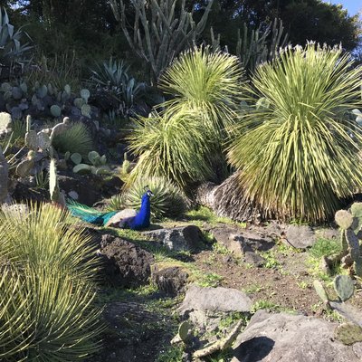 伊豆シャボテン動物公園