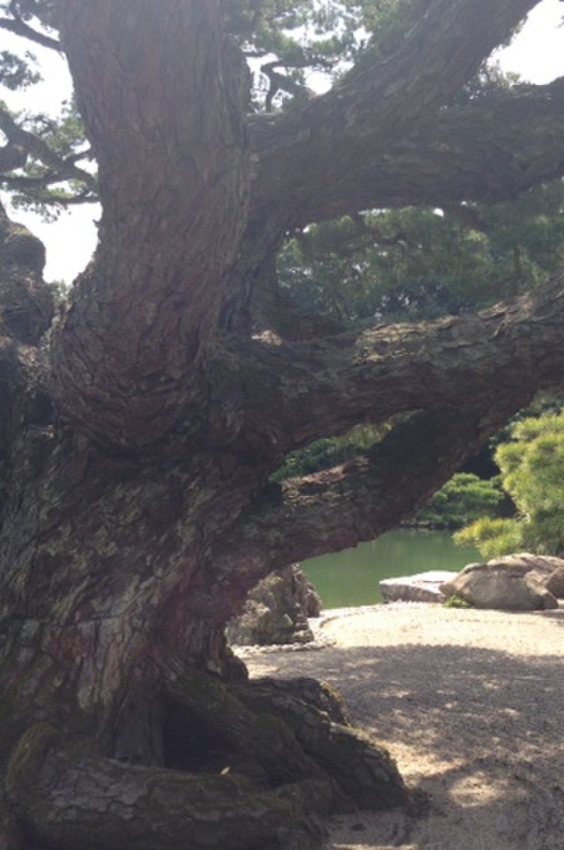 栗林公園の五葉松