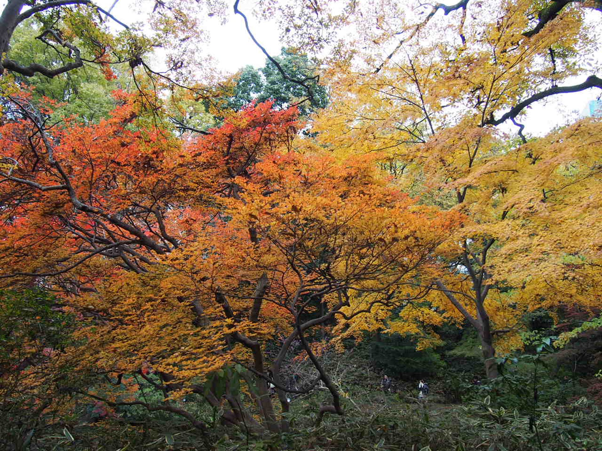 【今が見頃♡】2015年都内紅葉スポット♡駒込・六義園でみる秋の紅葉♡