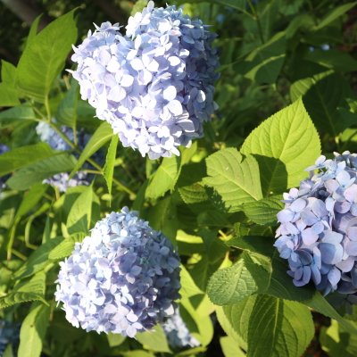 都立神代植物公園