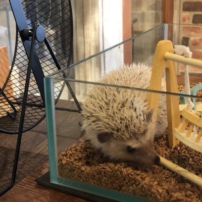 ハリネズミパラダイス 田原町店