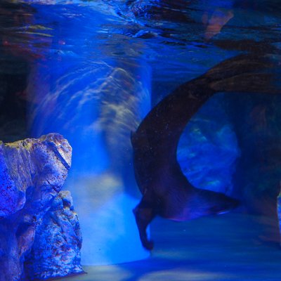 すみだ水族館