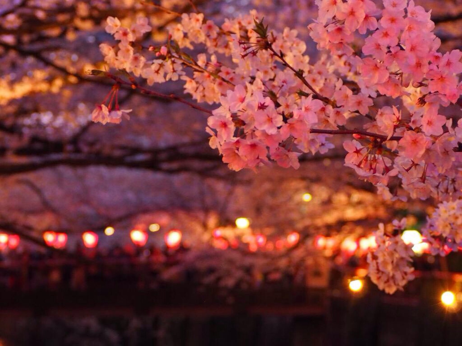 【2017年版】春にカップルでいきたい！東京都内のお花見スポット10選！