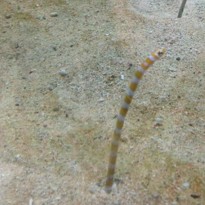 サンピアザ水族館