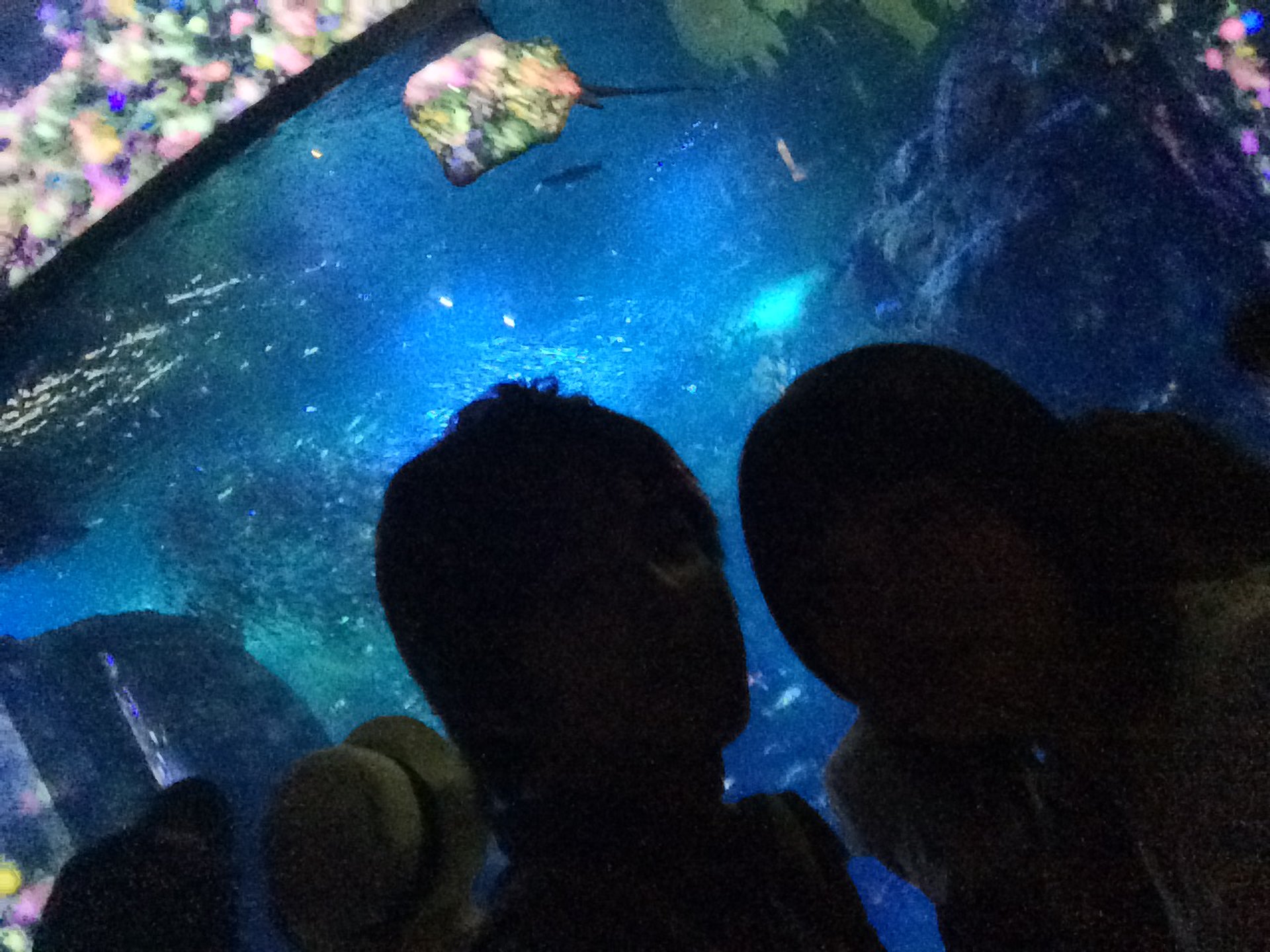 江ノ島水族館で開催！チームラボとえのすい「ナイトワンダーアクアリウム2015」幻想的な水族館デート♡