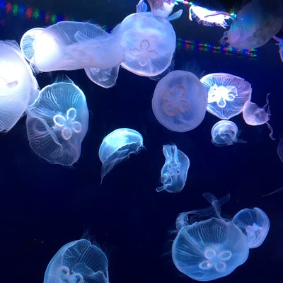 サンシャイン水族館