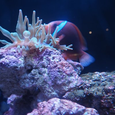 すみだ水族館