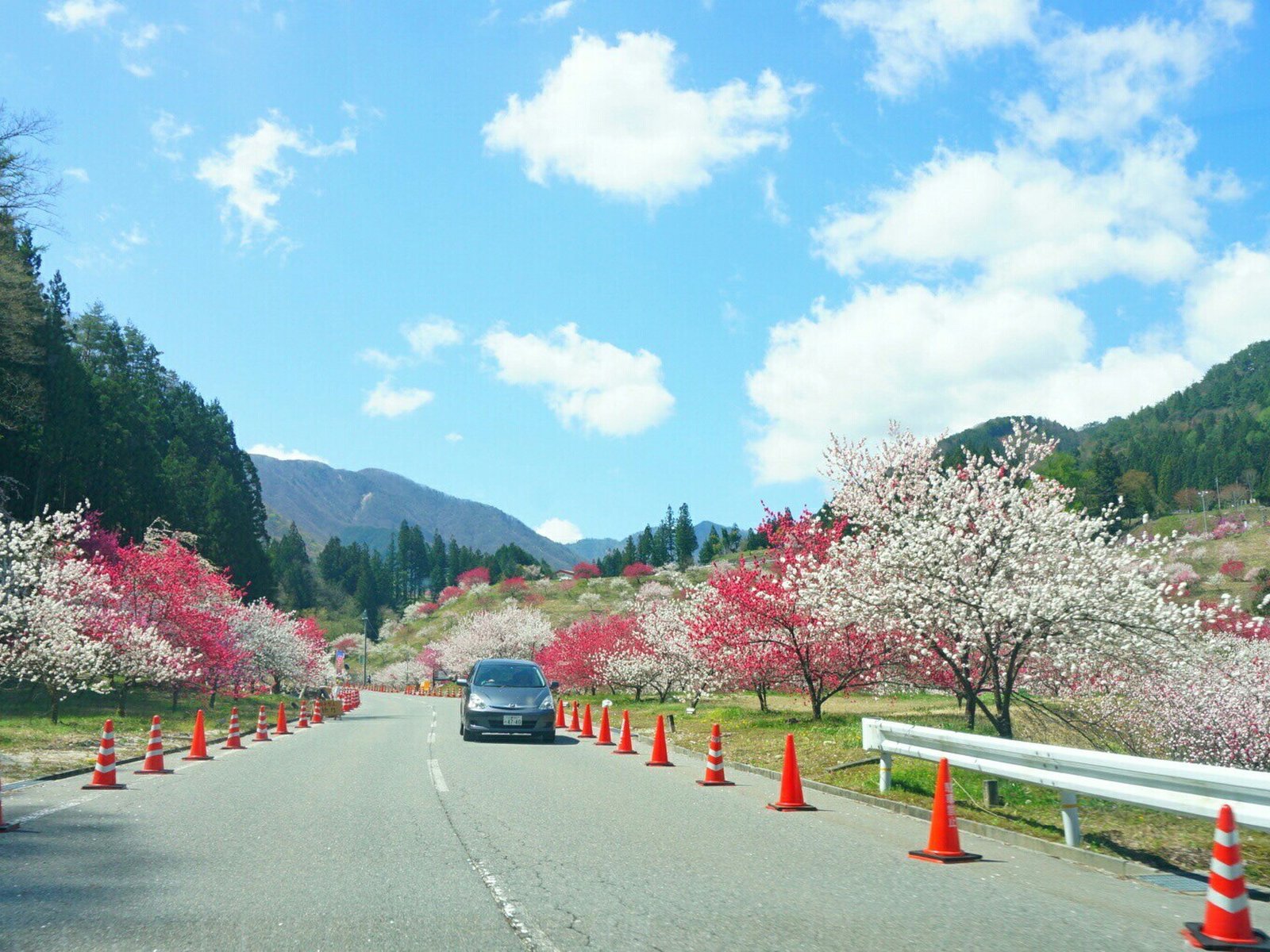 月川温泉の花桃（花桃の里）