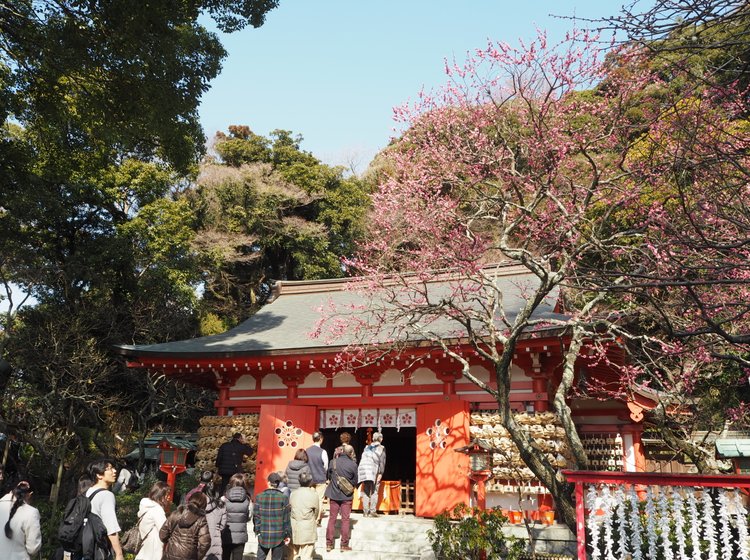 鎌倉さんぽ 早春の花と言えば梅 早咲きの梅と荏原天神社のコラボ 限定のお守りもgetしよう Playlife プレイライフ