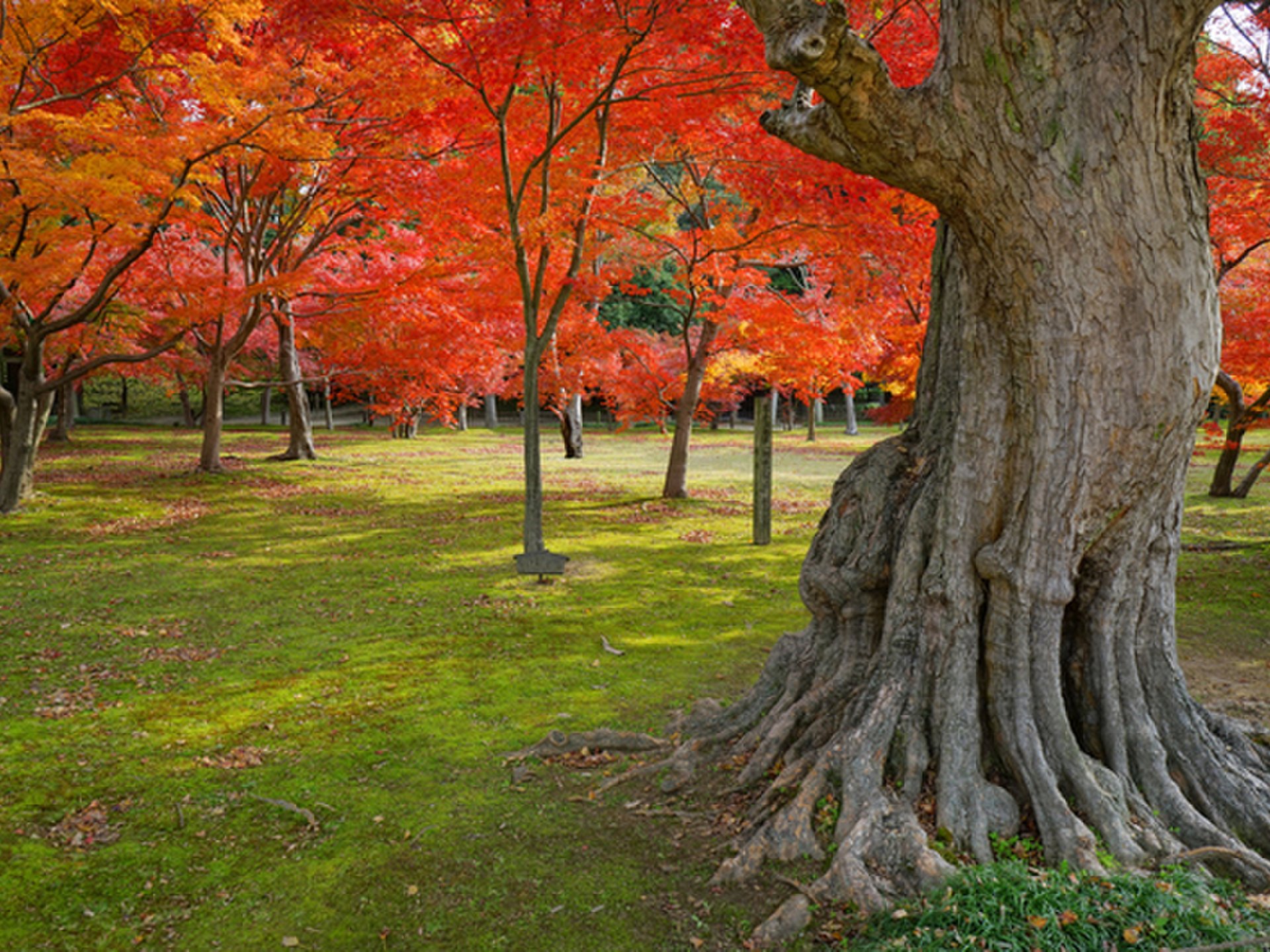 【日本三大名園って知ってる？】四季折々が美しい、日本が誇る最高の日本庭園をご紹介！