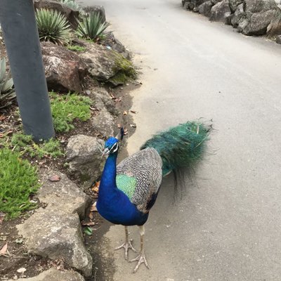 伊豆シャボテン動物公園