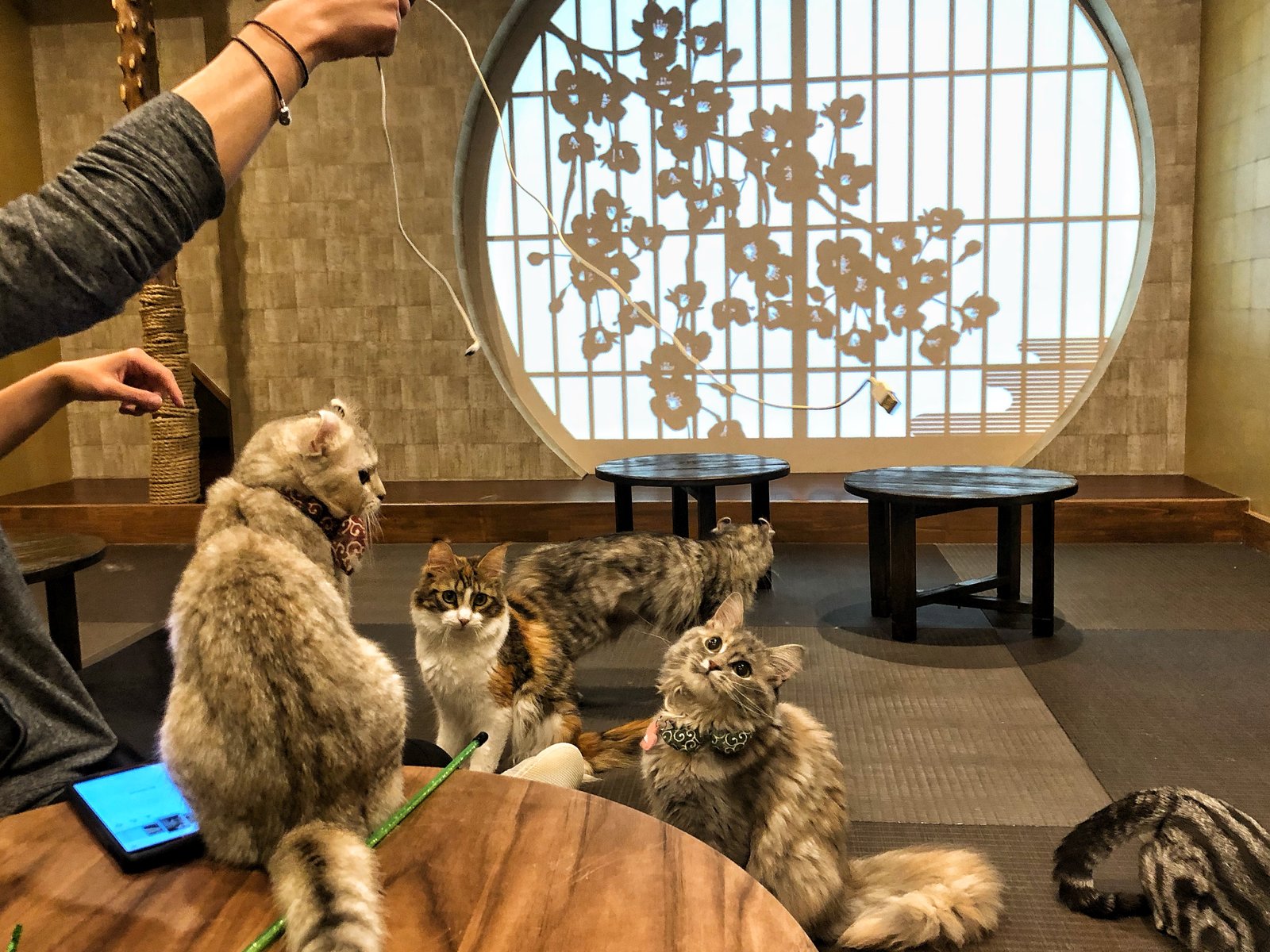 浅草に忍者屋敷の子猫カフェ 和モダンアートも楽しめる 猫喫茶 空陸家 Playlife プレイライフ