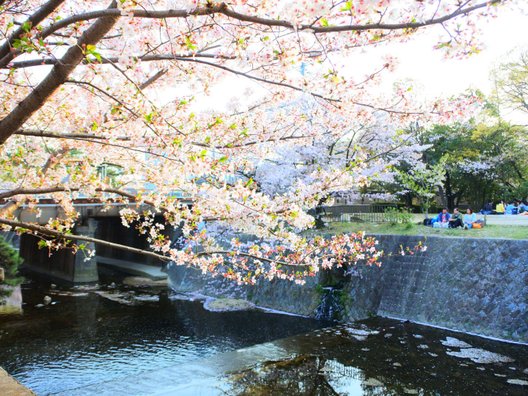 夙川河川敷緑地(夙川公園)