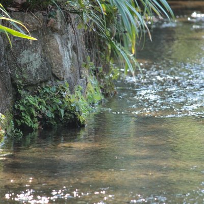 お鷹の道・真姿の池湧水群