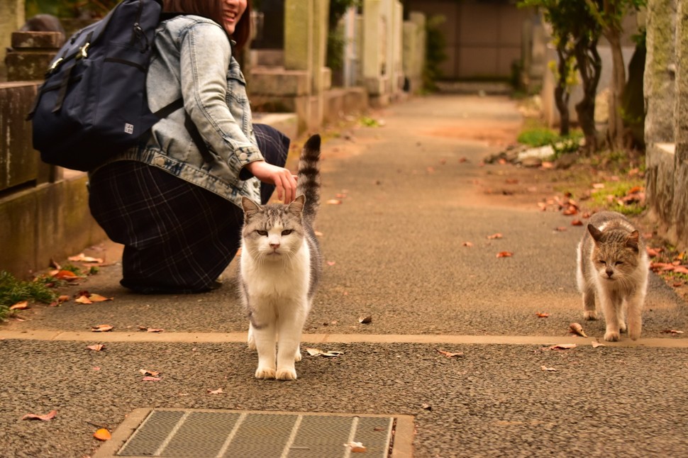 谷中猫さんぽ レトロな町並みを散策する癒しデートプラン Playlife プレイライフ