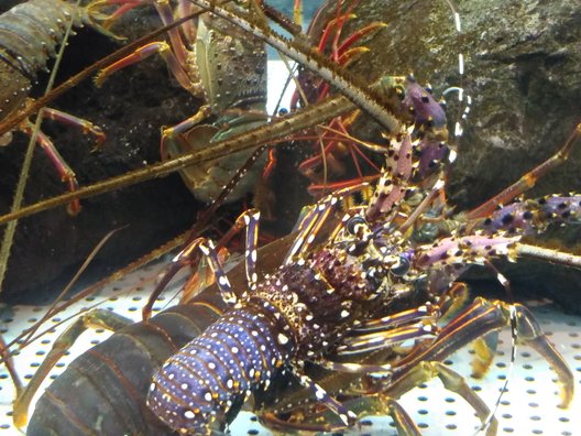 むろと廃校水族館