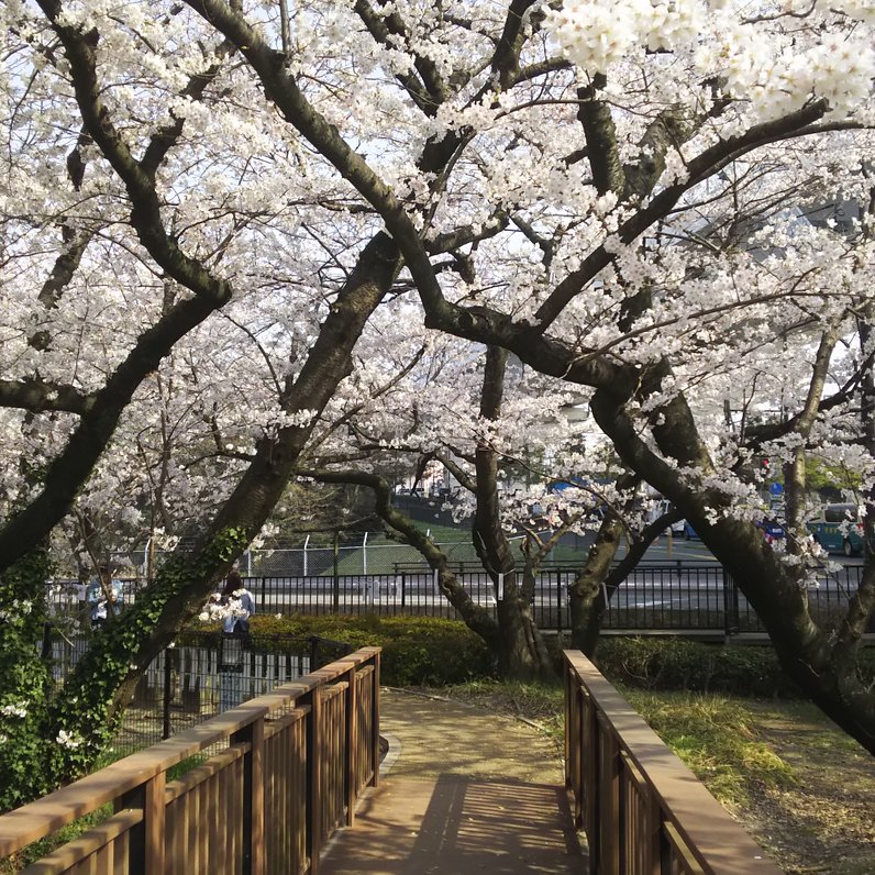 桧原桜