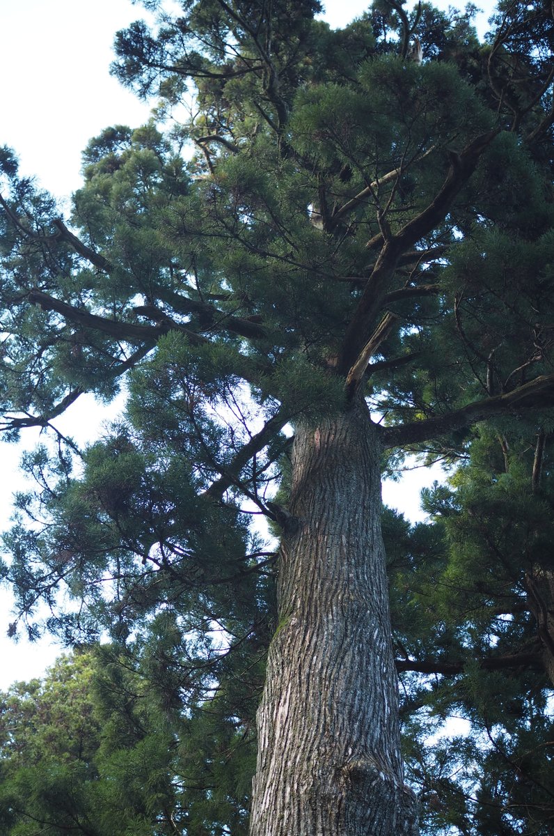 冨士浅間神社