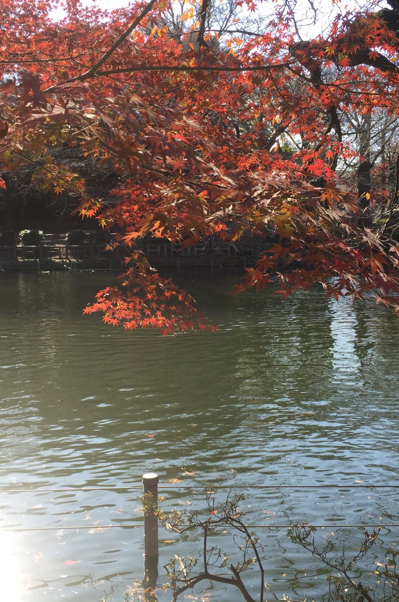 井の頭公園