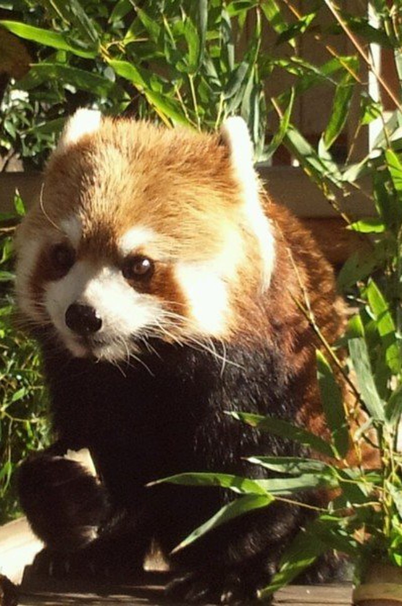 野毛山動物園