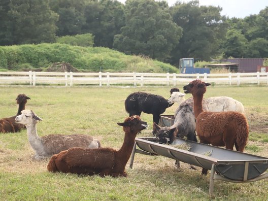 【閉園】那須アルパカ牧場