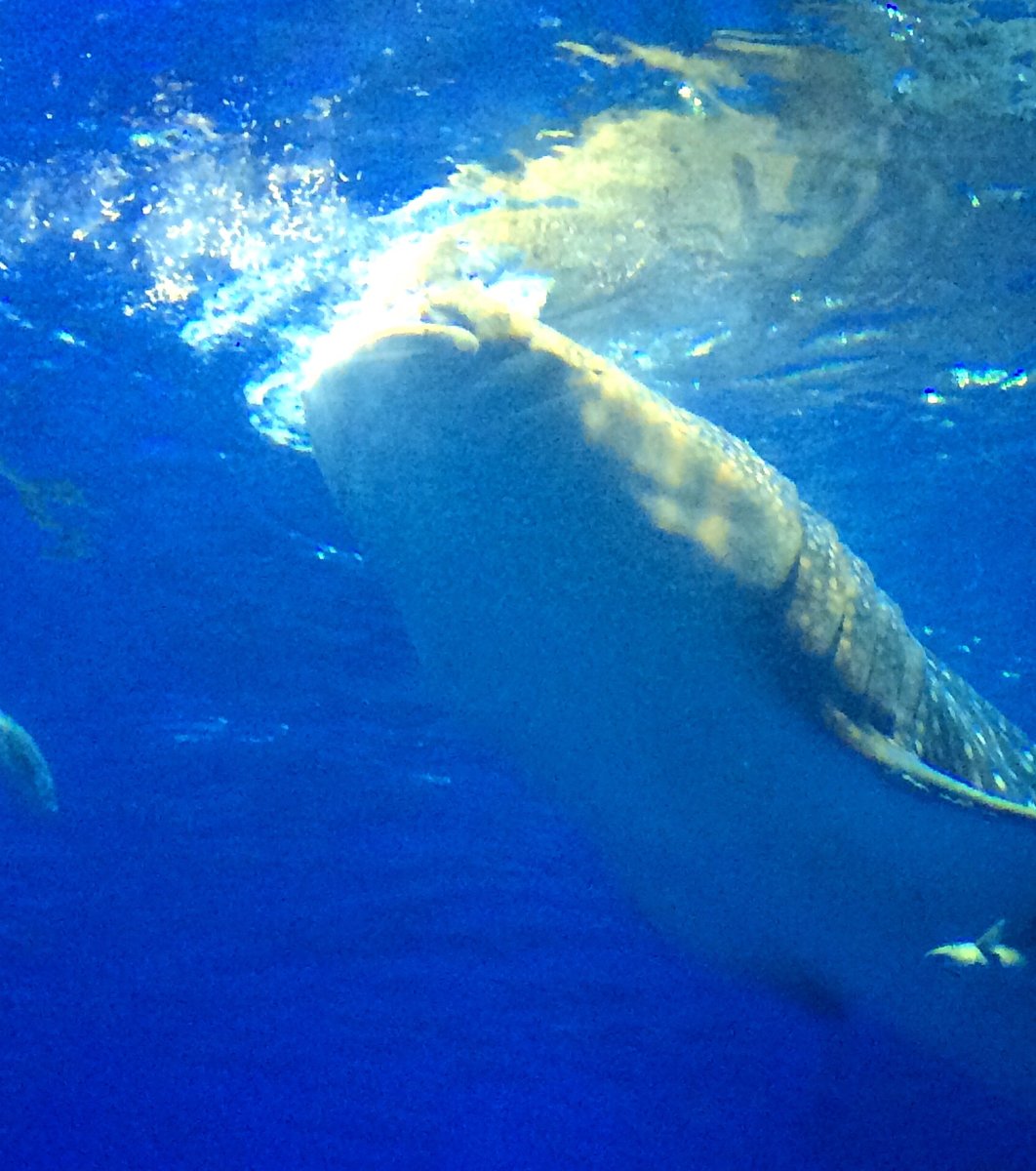 沖縄美ら海水族館