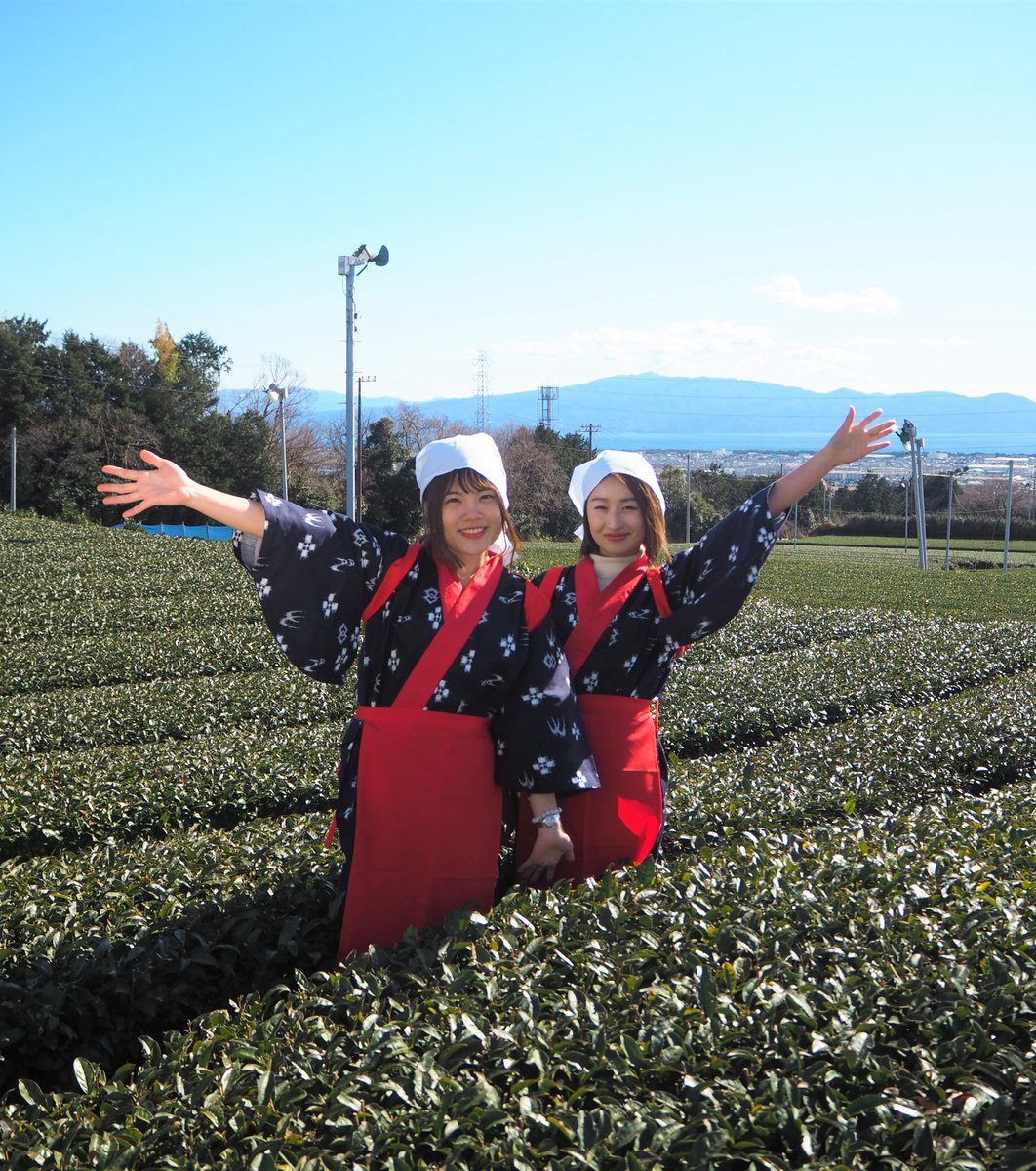 ぐり茶の五十鈴園（鈴木さんのお茶畑）