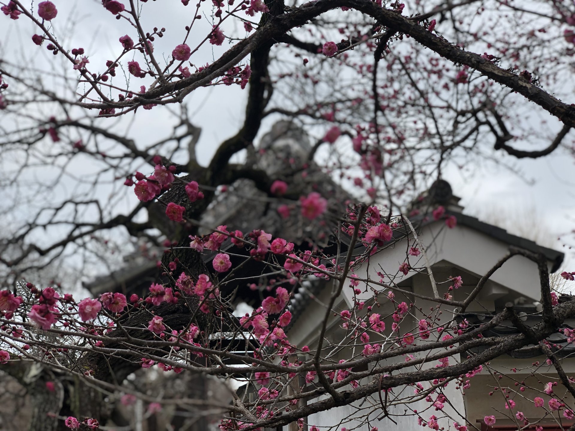 茨城おすすめ観光♡偕楽園に続く梅の名所「弘道館」へ‼︎水戸駅からすぐ