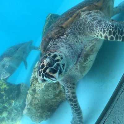 沖縄美ら海水族館