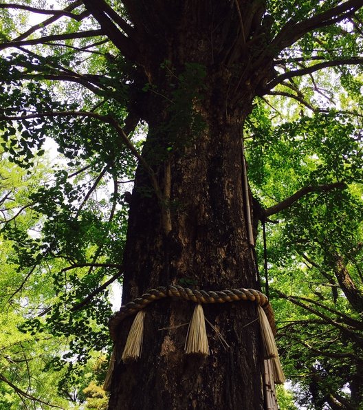 赤坂氷川神社のイチョウ