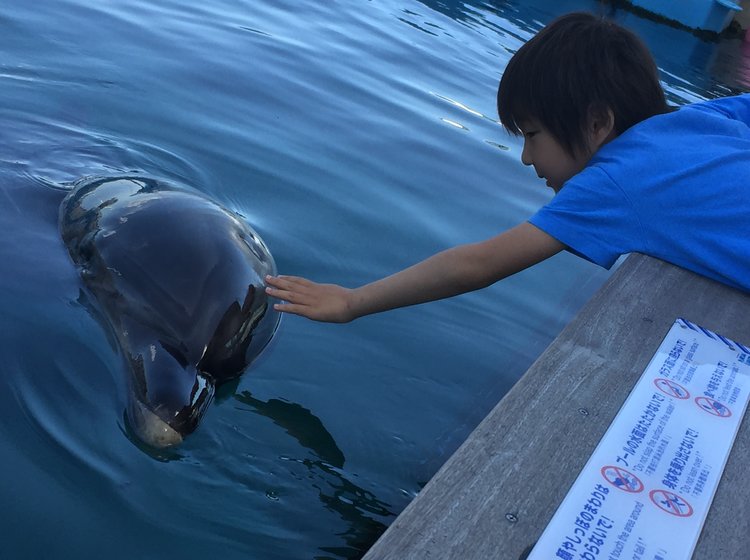 イルカや海の生き物と触れ合う 横浜八景島シーパラダイスと家族みんなで温泉シーサイドスパ八景島へ Playlife プレイライフ