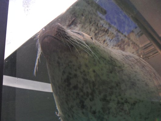 京都水族館