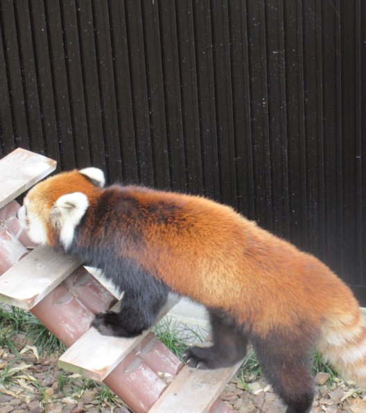 静岡市立日本平動物園レストハウス