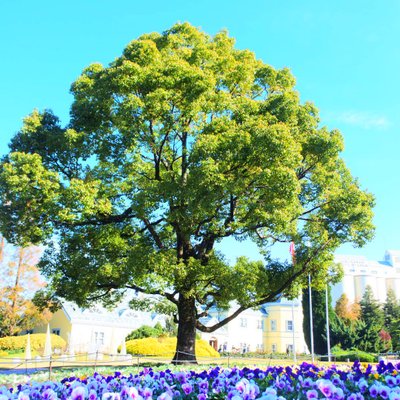 安城産業文化公園デンパーク