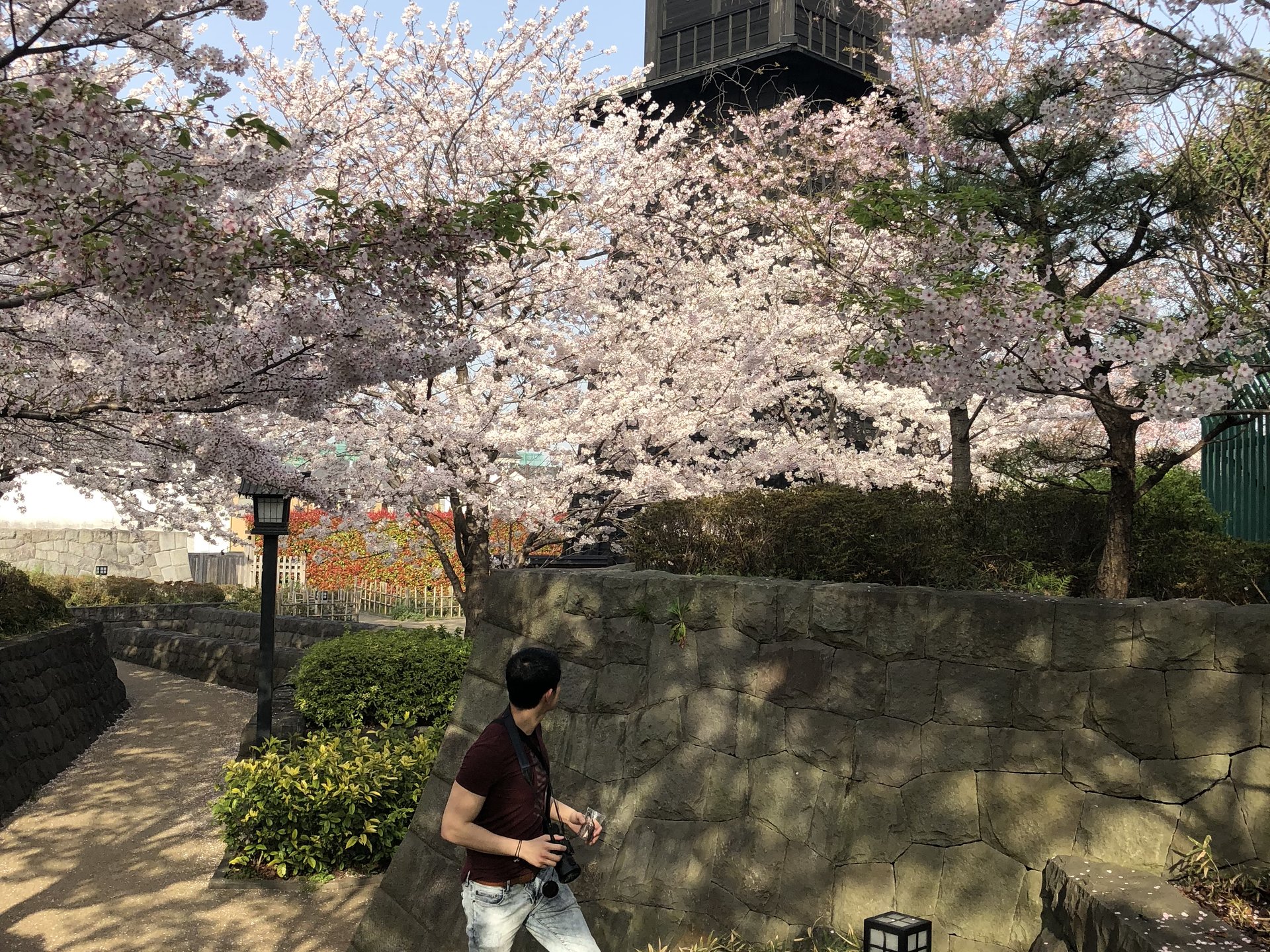 お花見穴場スポット「新川千本桜」♡夜は「かごの屋」しゃぶしゃぶに寿司食べ放題