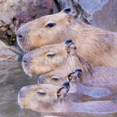 伊豆シャボテン動物公園